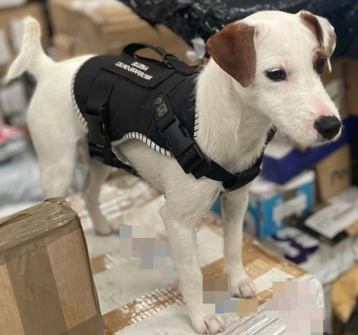 Przejęcie 8 nielegalnych automatów, 6 tysięcy złotych gotówki, ponad 1 kilograma amfetaminy oraz zatrzymanie 43-letniego mieszkańca Malborka - to efekt akcji, którą przeprowadzili malborscy policjanci wspólnie z funkcjonariuszami pomorskiej KAS. W zlokalizowaniu narkotyków pomógł piesek o imieniu Lola. 