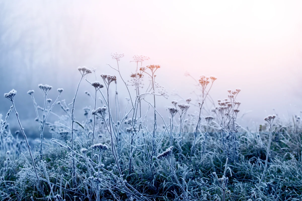 W Polsce temperatura na plusie i wiosnę czuć w powietrzu, ale... to jeszcze nie koniec zimy. A to z powodu antycyklonu, który sięgnie naszego kraju, przynosząc w nocy znaczny spadek temperatury. 