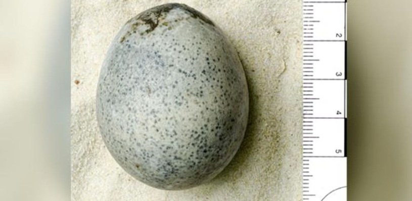 Naukowcy poinformowali, że znaleźli jajko sprzed 1,7 tys. lat, które wciąż jest płynne w środku. Zawiera mieszankę żółtka i białka, która może zdradzić tajemnice ptaka, który je złożył. 