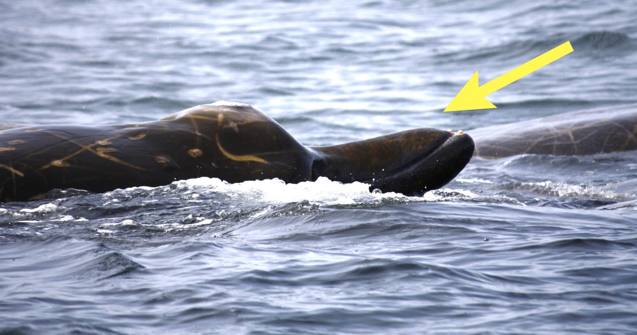 Wielkie ssaki żyły w głębinach, teraz lgną do ludzi. Co się dzieje? Wielkie ssaki żyły w głębinach, teraz lgną do ludzi. Co się dzieje?