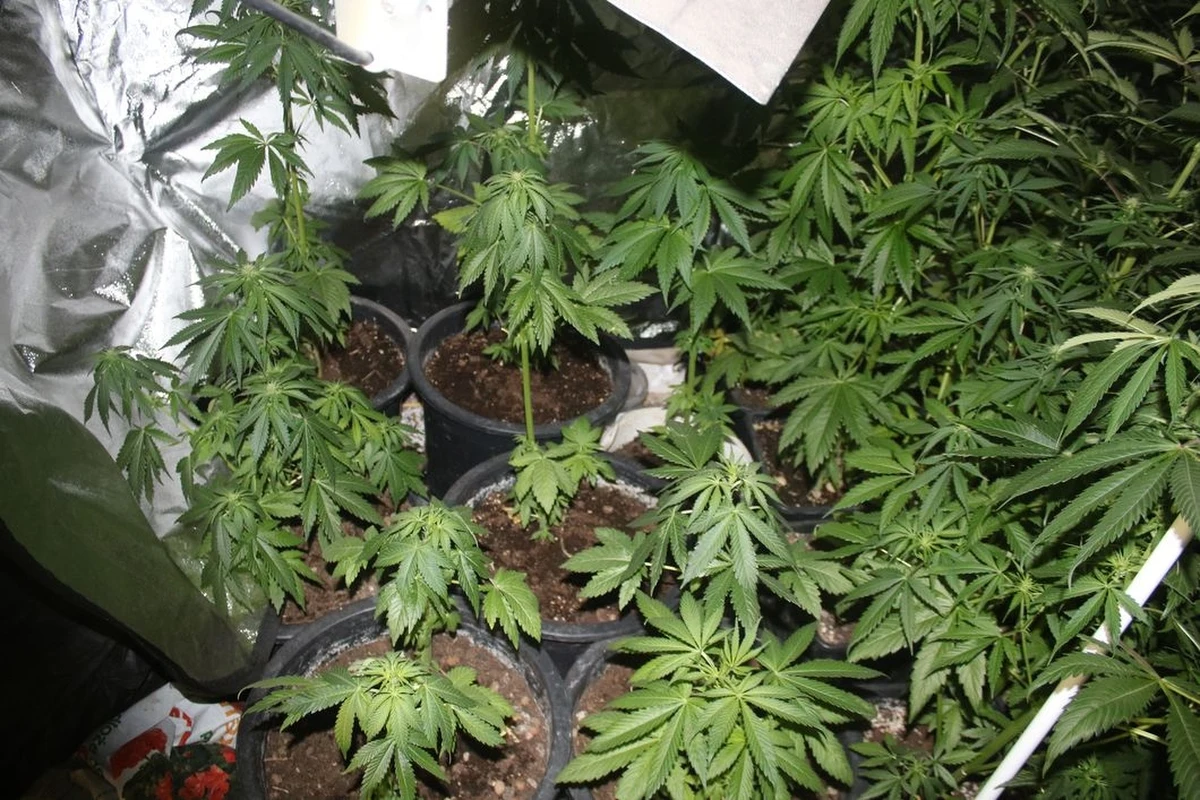 Finał tej interwencji był zaskoczeniem nawet dla policjantów. Przeszukując posesję mężczyzny, który miał marihuanę, natrafili na tunel wytyczony w belach siana. Prowadził do uprawy konopi.     