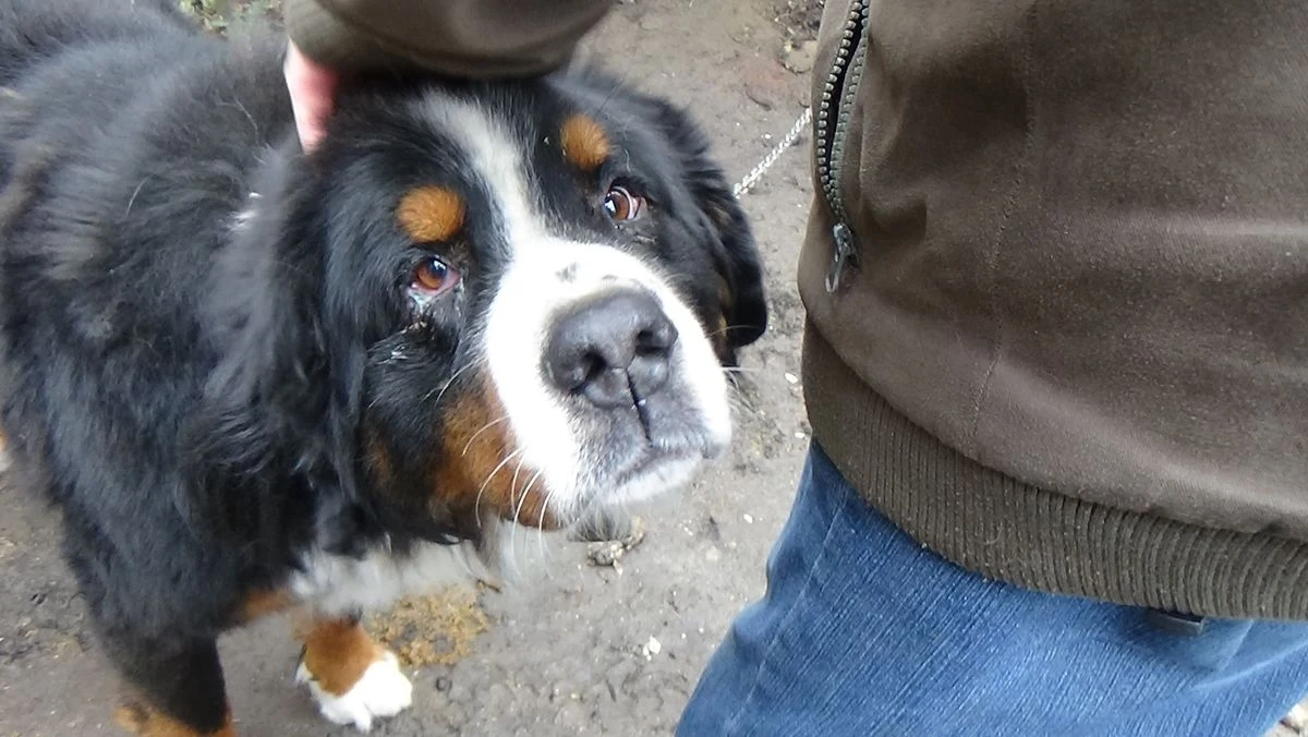 Odebraniem psa i umieszczeniem go w schronisku dla zwierząt zakończyła się policyjna interwencja w Trzebowniskach (Podkarpackie). Funkcjonariusze ustalili, że pies rasy berneńskiej nie miał odpowiednich warunków i był zaniedbany. Dzięki anonimowemu zgłoszeniu zwierzak jest już bezpieczny i zaopiekowany.