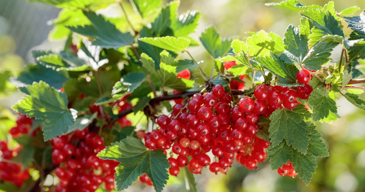 Karmię tym porzeczki i agrest w kwietniu. Latem mają zatrzęsienie owoców