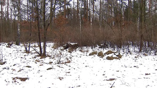 Świeży puch, gips przewiany, szreń czy firn. To rodzaje śniegu, którego tej zimy nie mamy szczególnie dużo. A szkoda, bo śnieg przyczynia się do bujnej wegetacji roślin - tworzy naturalną warstwę ochrony i jest magazynem wody. Marcin Wojciechowski.