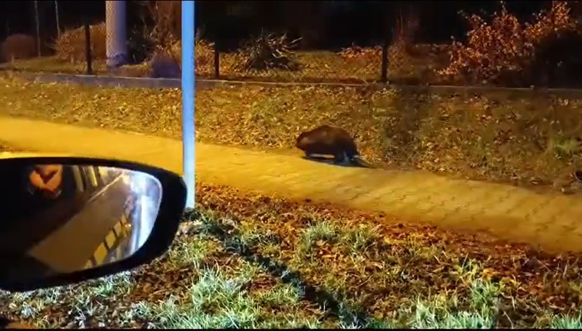  Nieuchwytne zwierzę mknęło ulicami Mikołowa. Policjanci pod wrażeniem