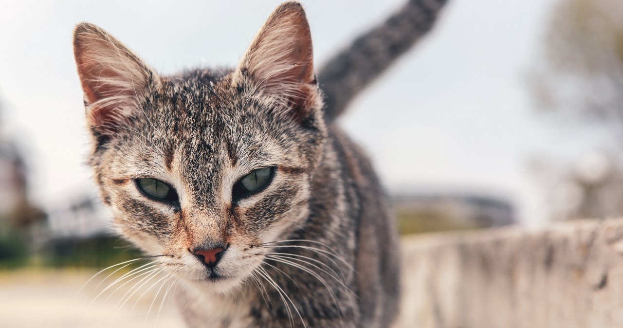 Czy koty marzną zimą? Jak chronić kota przed mrozem i zimnem Czy koty marzną zimą? Jak chronić kota przed mrozem i zimnem