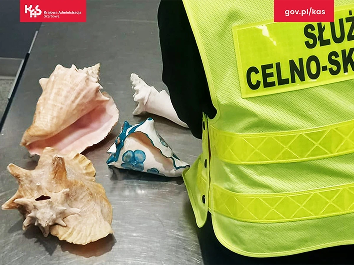 Niecodzienne znalezisko na warszawskim lotnisku. Turysta z Dominikany próbował przewieźć... cztery muszle morskiego ślimaka. Zatrzymali go funkcjonariusze Krajowej Administracji Skarbowej (KAS). Niedoszłemu przemytnikowi grozi teraz od 3 miesięcy do nawet 5 lat więzienia.
