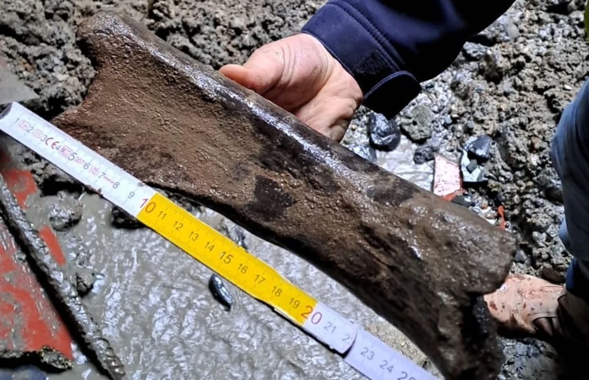 ​Podczas prac archeologicznych związanych z budową nowej linii metra w Brukseli odnaleziono kości mamutów i innych prehistorycznych zwierząt - powiadomiła w piątek agencja Belga za komunikatem sekretarza stanu ds. urbanistyki i dziedzictwa kulturowego Ansa Persoonsa.