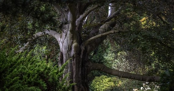 Wiekowy buk z Arboretum w Wojsławicach ma coraz większe szanse na pierwsze miejsce w konkursie "Europejskie Drzewo Roku". Na kilka dni przed metą wyprzedził konkurentów z Francji i Włoch. Głosowanie trwa do czwartku, 22 lutego.

