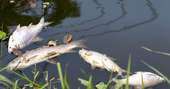 W Kanale Gliwickim, w pobliżu jednej ze śluz, zauważono w niedzielę śnięte ryby. Zostały one natychmiast wyłowione.