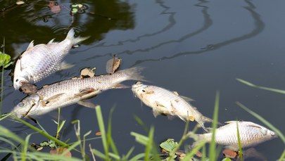 Kilkadziesiąt kilogramów śniętych ryb w Kanale Gliwickim