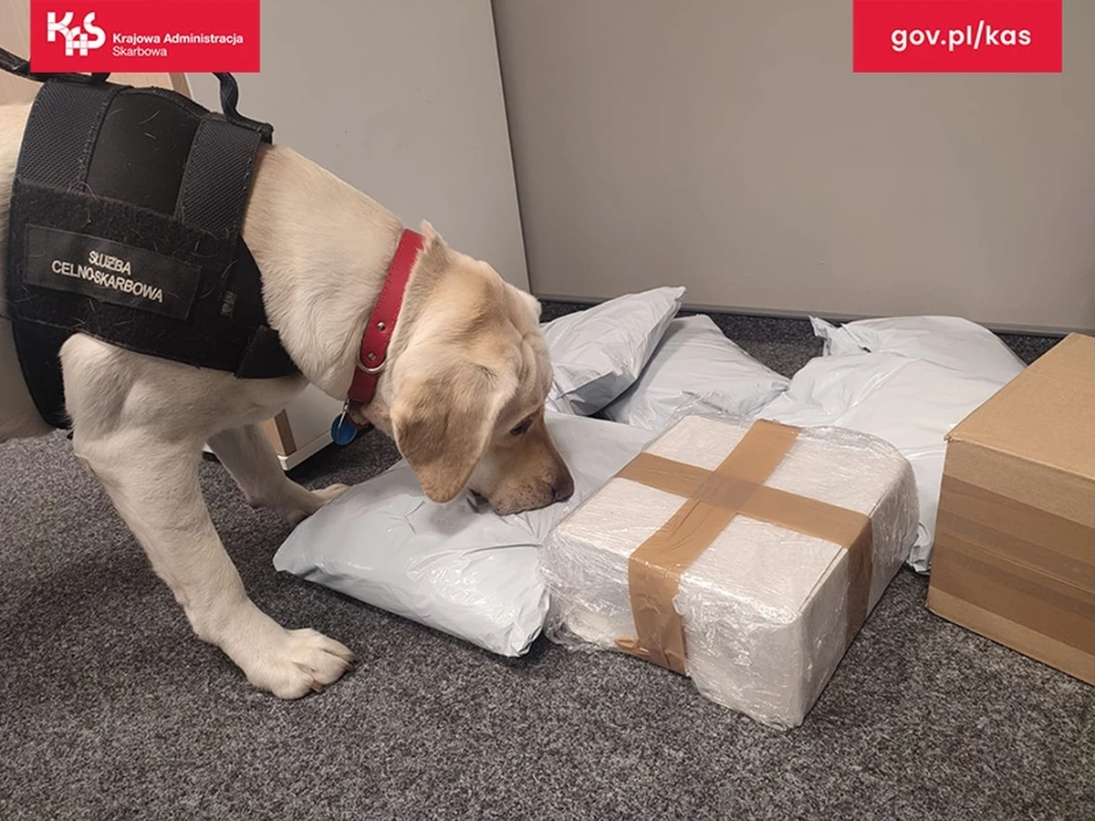 Nielegalny tytoń przejęty został przez funkcjonariuszy Śląskiego Urzędu Celno-Skarbowego. Znaleziono go w... przesyłkach kurierskich.