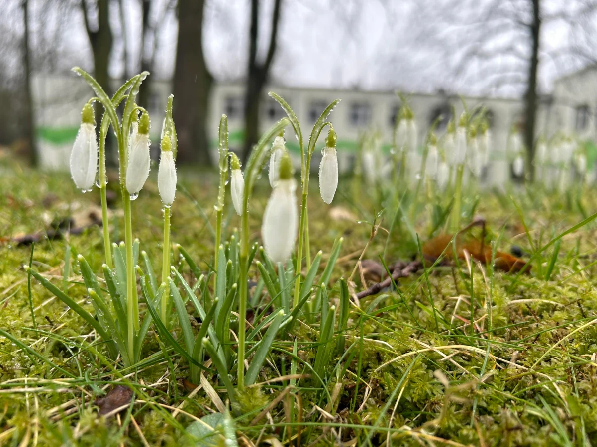 Choć aura dziś nijak nie przypomina wiosny, zapowiedzi końca zimy widać już w parkach i ogrodach. Na rabacie przed Wydziałem Kształtowania Środowiska i Rolnictwa Zachodniopomorskiego Uniwersytetu Technologiczny w Szczecinie zrobiło się już kolorowo. Zakwitły posadzone tam rośliny cebulkowe i zwiastujące wiosnę krzewy.