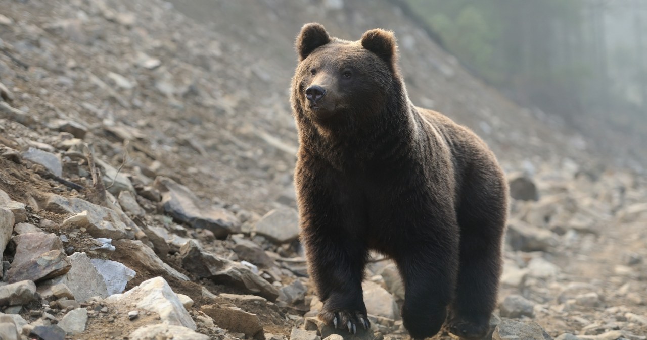 Słowacja nielegalnie zabija polskie niedźwiedzie. Interwencja w KE
