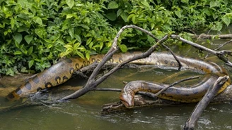 Odkryto nowy gatunek węża. Ma siedem metrów