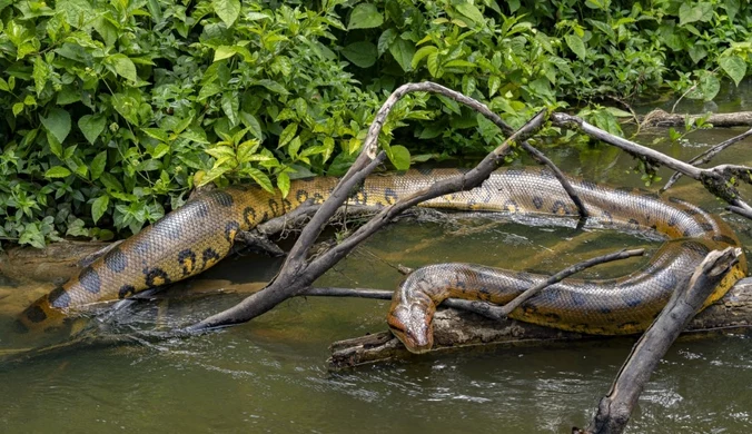 Odkryto nowy gatunek węża. Ma siedem metrów