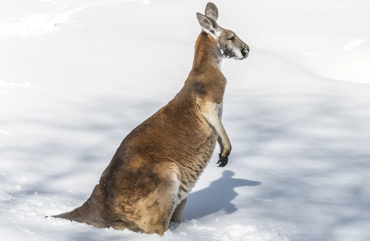 Na jednym ze stoków narciarskich na Słowacji pojawił się... kangur. Udało się go zauważyć, a nawet sfilmować w Liptowskim Mikułaszu.