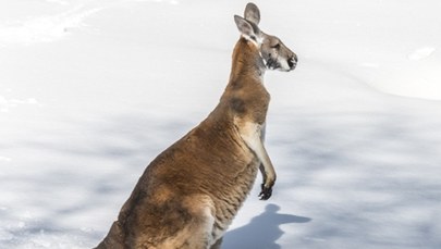 Kangur skakał po stoku narciarskim. Zobacz nagranie