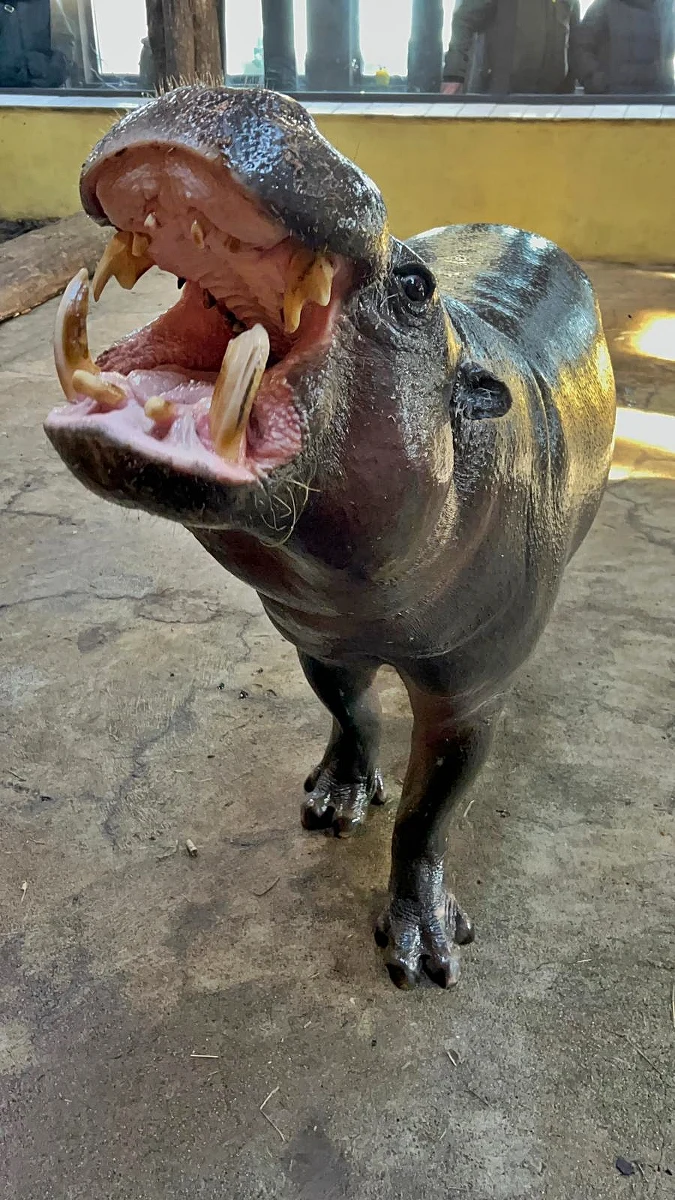 Hipopotam Sapo z gdańskiego zoo został adoptowany przez sanah. Z propozycją opieki nad zwierzakiem wyszła wytwórnia. Artystka nagrała piosenkę, w której są m.in. takie słowa jak hip, hip, hurra. I stąd pomysł, żeby pod opiekę wziąć prawdziwego hipopotama. 