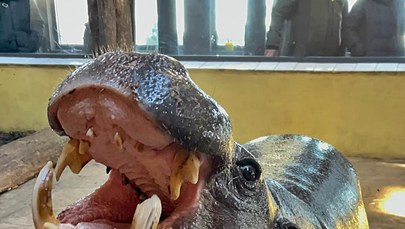 ​Hipopotam z gdańskiego zoo został adoptowany przez sanah
