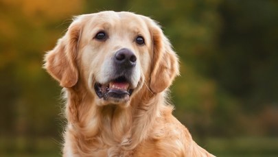 "Pies fortuny". Golden retriever ukradł zwycięski kupon loterii