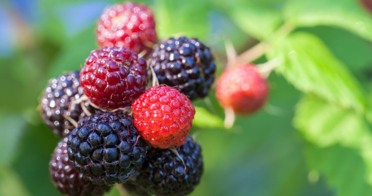 Dlaczego czarna malina to prawdziwy skarb? Żelazo i antyoksydanty w jednym