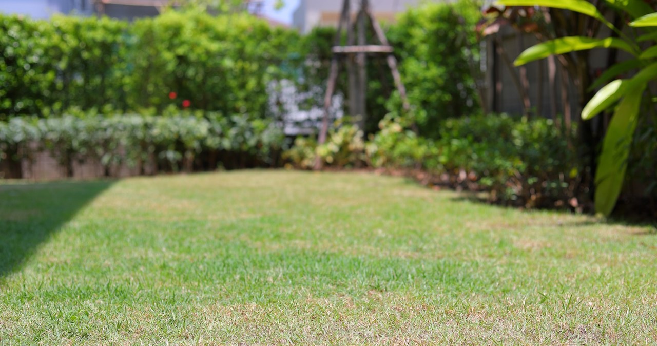 Wykonaj ten zabieg jesienią. W przyszłym roku trawnik będzie gęsty i bujny
