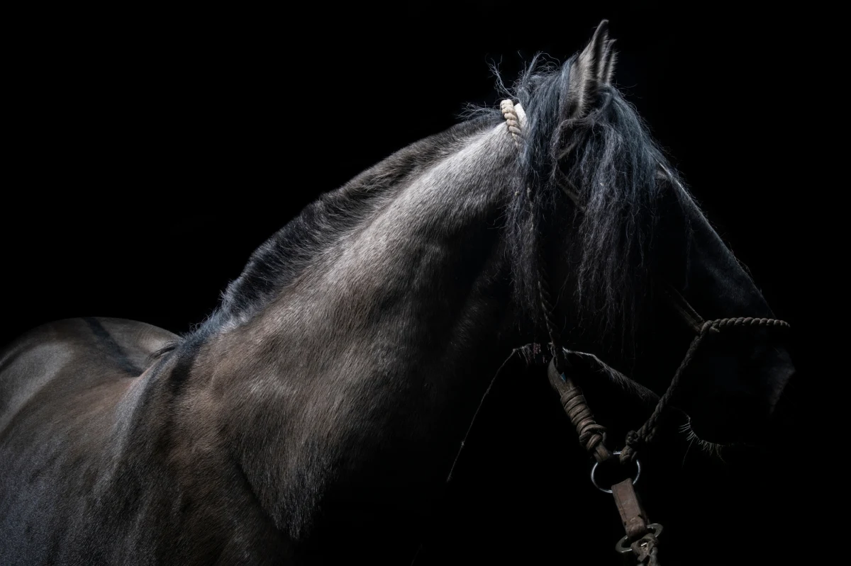​Nietypowa interwencja policjantów w Wejherowie w woj. pomorskim. Młody mężczyzna ukradł klacz i próbował ją wprowadzić do swojego mieszkania w bloku. Powstrzymał go przypadkowy świadek, który zawiadomił policję. 