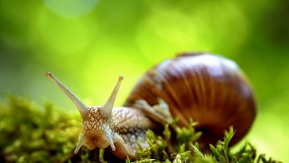 Warmia i Mazury. ​Zbiory winniczka wstrzymane na dwa lata