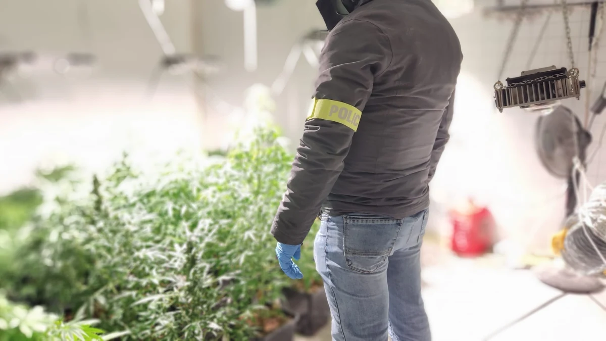 Laboratorium, w którym wytwarzano środki odurzające, 4 plantacje konopi i ponad 40 kg różnych środków odurzających przejęli policjanci z Pomorza. Zatrzymano pięć osób. Konopie były hodowane w piwnicach, do których prowadziły ukryte przejścia.
