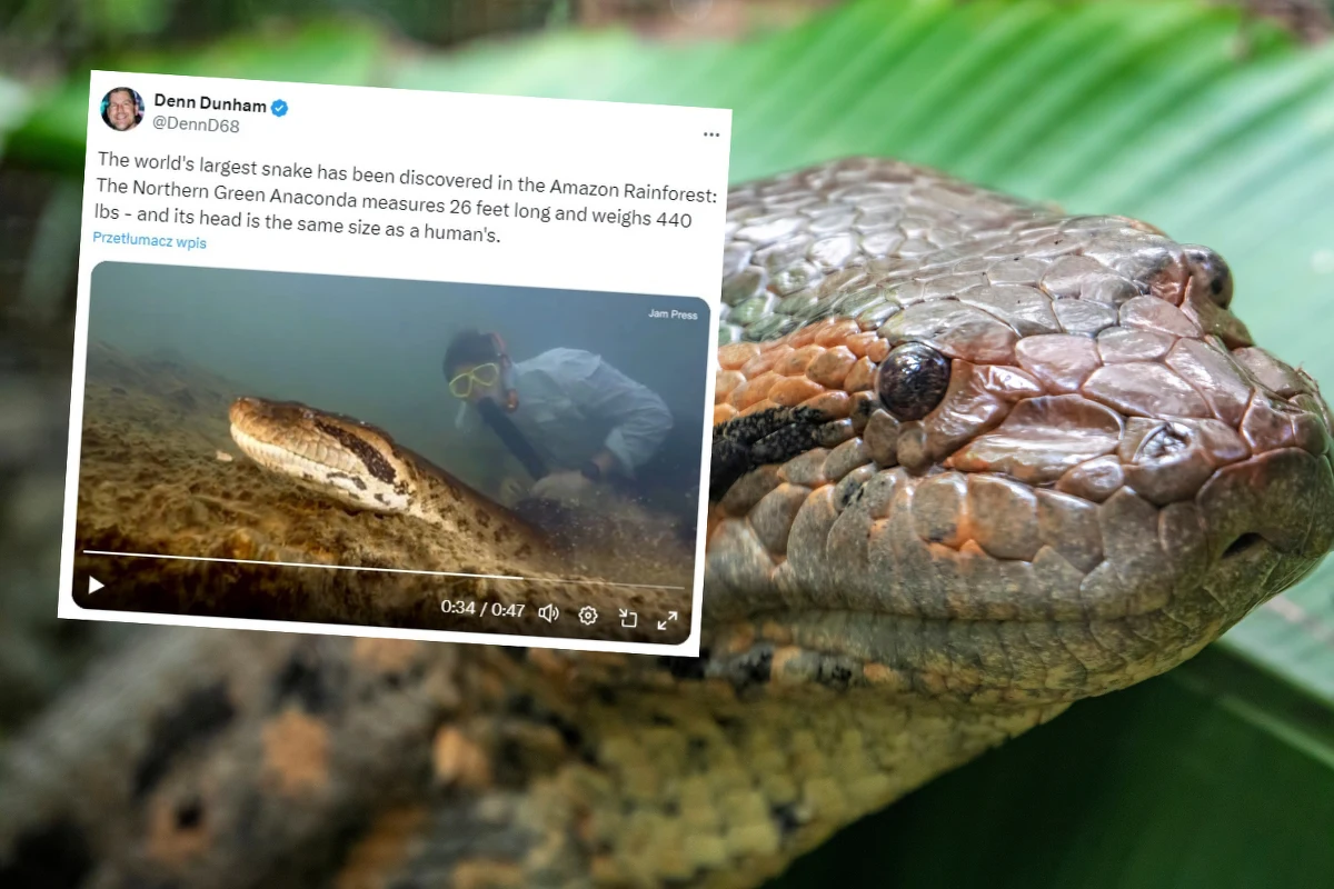 Największy na świecie gatunek węża został odkryty w amazońskim lesie deszczowym. Ma prawie 8 metrów długości i waży ok. 200 kg.