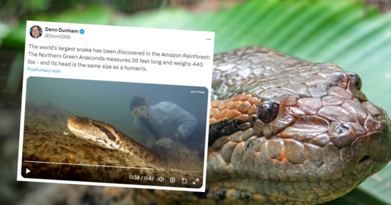 Największy na świecie gatunek węża został odkryty w amazońskim lesie deszczowym. Ma prawie 8 metrów długości i waży ok. 200 kg.