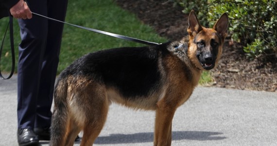 Pies rodziny Bidenów, Commander, w niespełna rok ugryzł agentów amerykańskich tajnych służb co najmniej 24 razy - wynika z oficjalnych dokumentów. Niektóre z incydentów zakończyły się założeniem szwów. 