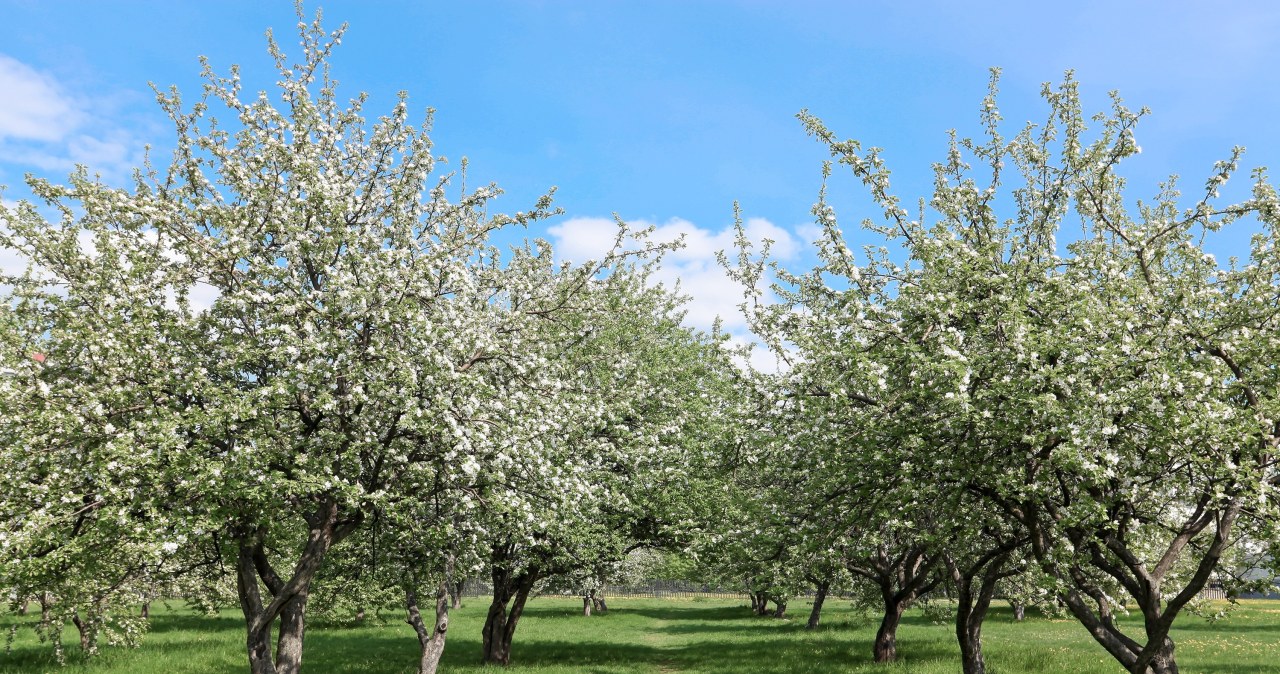 Każdej wiosny podlewam tym jabłonie. w okresie gałęzie są pełne jabłek