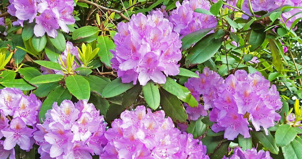 Chyba, trudno, barwniejszą, ozdobę, wiosennego, ogrodu, Rododendron, słynie, pięknych, kwiatów, które, zachwycają, kolorami, Jeś Tak zadbasz o różane drzewko wiosną. Kluczowy prosty zabieg