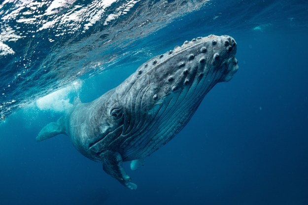Niezwykły śpiew wielorybów zbadany przez naukowców