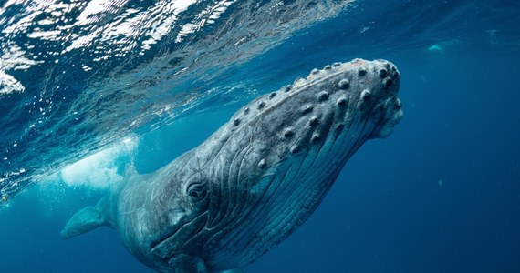 Uczeni ustalili, w jaki sposób wieloryby śpiewają – zrobili to, wykonując ciekawy eksperyment. O odważnych pracach badawczych duńskich uczonych donoszą dziś brytyjskie media.