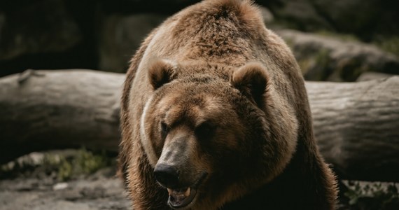 TPN potwierdza: w Tatrach w połowie lutego obudziły się niedźwiedzie. Jeden z nich opuścił swoją gawrę. Pracownicy Tatrzańskiego Parku Narodowego podzielili się filmem ze środka pustego "niedźwiedziego M1".