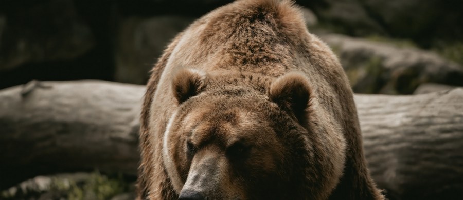 TPN potwierdza: w Tatrach w połowie lutego obudziły się niedźwiedzie. Jeden z nich opuścił swoją gawrę. Pracownicy Tatrzańskiego Parku Narodowego podzielili się filmem ze środka pustego "niedźwiedziego M1".