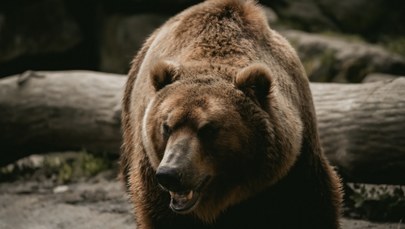 W Tatrach obudziły się niedźwiedzie. TPN publikuje film