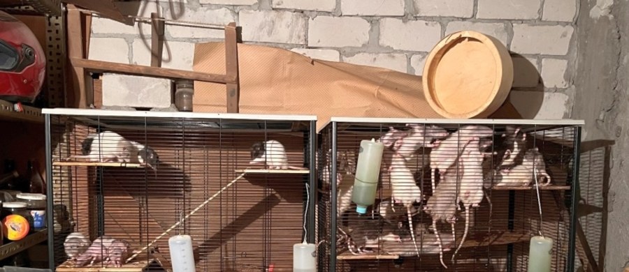 Warszawskiej straży miejskiej i fundacji Viva udało się rozwiązać problem, z którym od miesięcy zmagali się mieszkańcy jednego z budynków na Targówku. Chodzi o hodowlę szczurów w piwnicy, która w niekontrolowany sposób rozrosła się do 50 sztuk. 