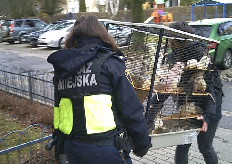 /Straż miejska Warszawa /