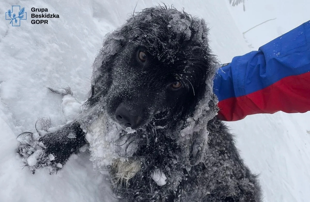 Ratownicy Grupy Beskidzkiej GOPR szukają właściciela psa, którego wczoraj znaleźli na Babiej Górze. Zwierzę zostało sprowadzone w bezpieczne miejsce. Dziś psa zbada weterynarz.
