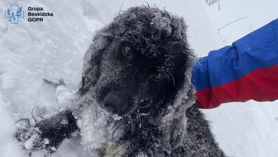 GOPR znalazł psa w rejonie Babiej Góry. Trwają poszukiwania właściciela