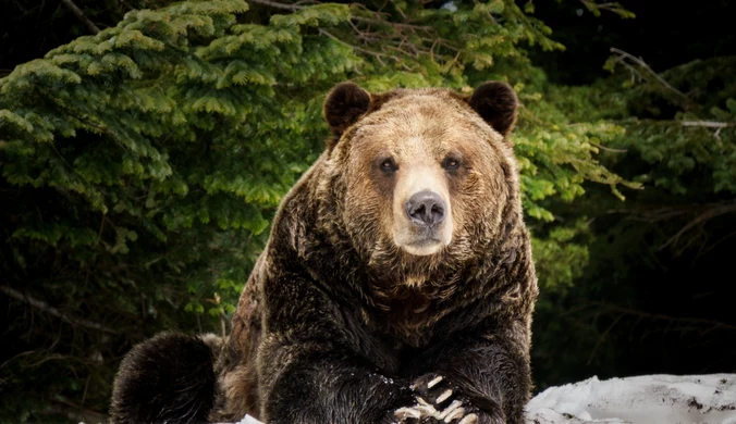 Niedźwiedzie w Tatrach już nie śpią. Tak wygląda ich "M1"