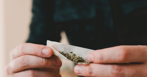 Bundestag zagłosował za kontrolowaną legalizacją marihuany w Niemczech. Posiadanie i uprawa pewnych ilości narkotyku przez osoby dorosłe na własny użytek mają stać się legalne 1 kwietnia.