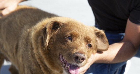 Pies Bobi, który zmarł w zeszłym roku rzekomo w wieku 31-lat, został pozbawiony tytułu najstarszego psa na świecie. Taką decyzję podjęli przedstawiciele Księgi Rekordów Guinnessa po przeprowadzeniu dochodzenia. 