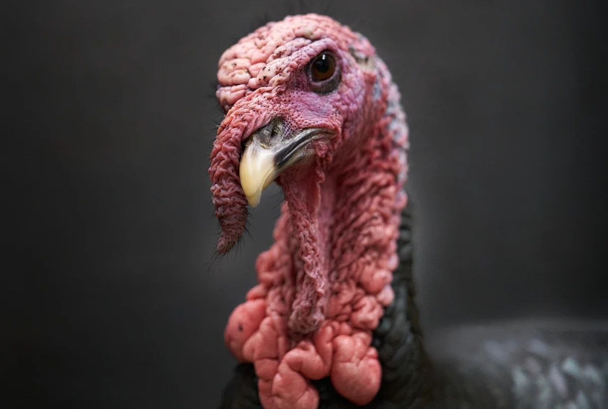 Potwierdzono drugie ognisko ptasiej grypy w powiecie ostrowskim w Wielkopolsce. We wsi Gałązki Wielkie wirus zaatakował 175-tysięczne stado indyków. Władze wojewódzkie zadecydowały o zagazowaniu całego drobiu. Tydzień wcześniej znaleziono inne ognisko choroby we wsi Skrzebowa, w której ubito 21 tys. kaczek - przekazuje lek. weterynarii Andrzej Żarnecki.