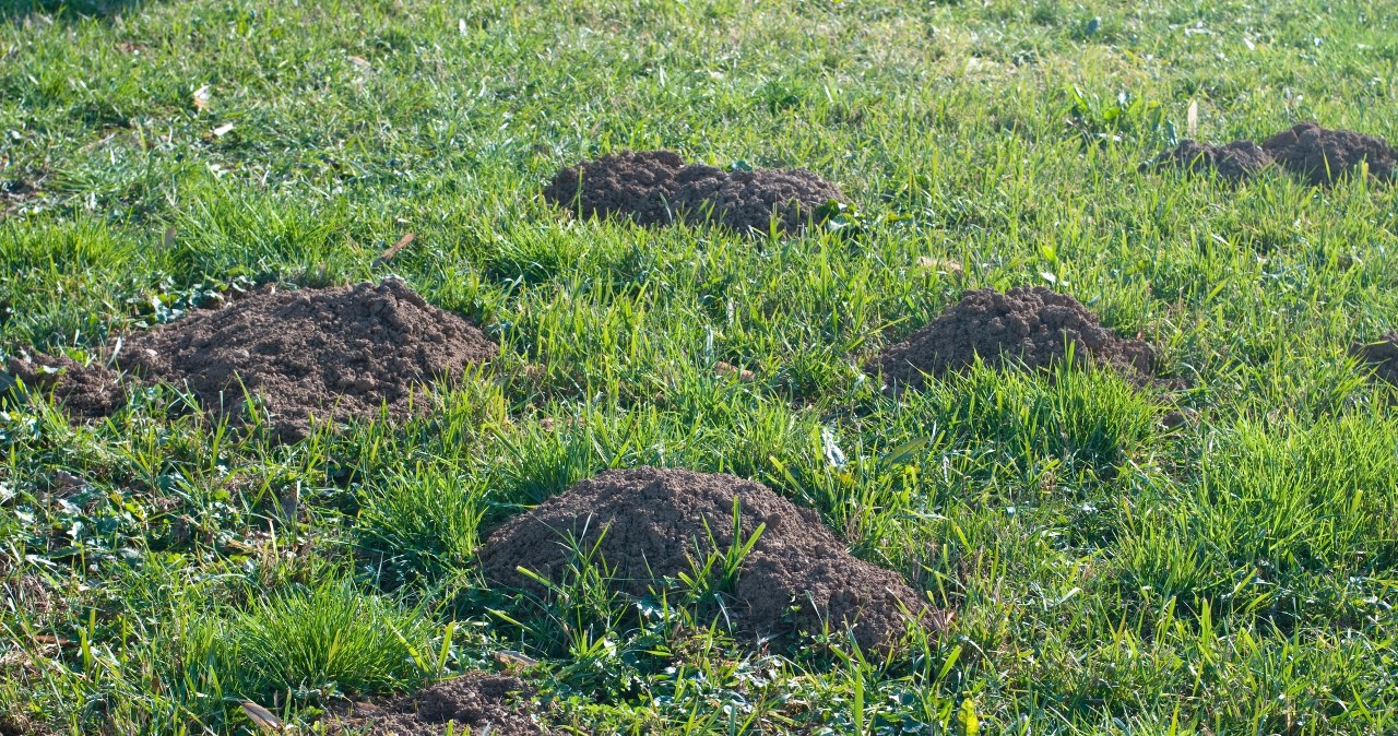 Posadź je w ogrodzie. Krety i nornice gwałtownie znikną z działki