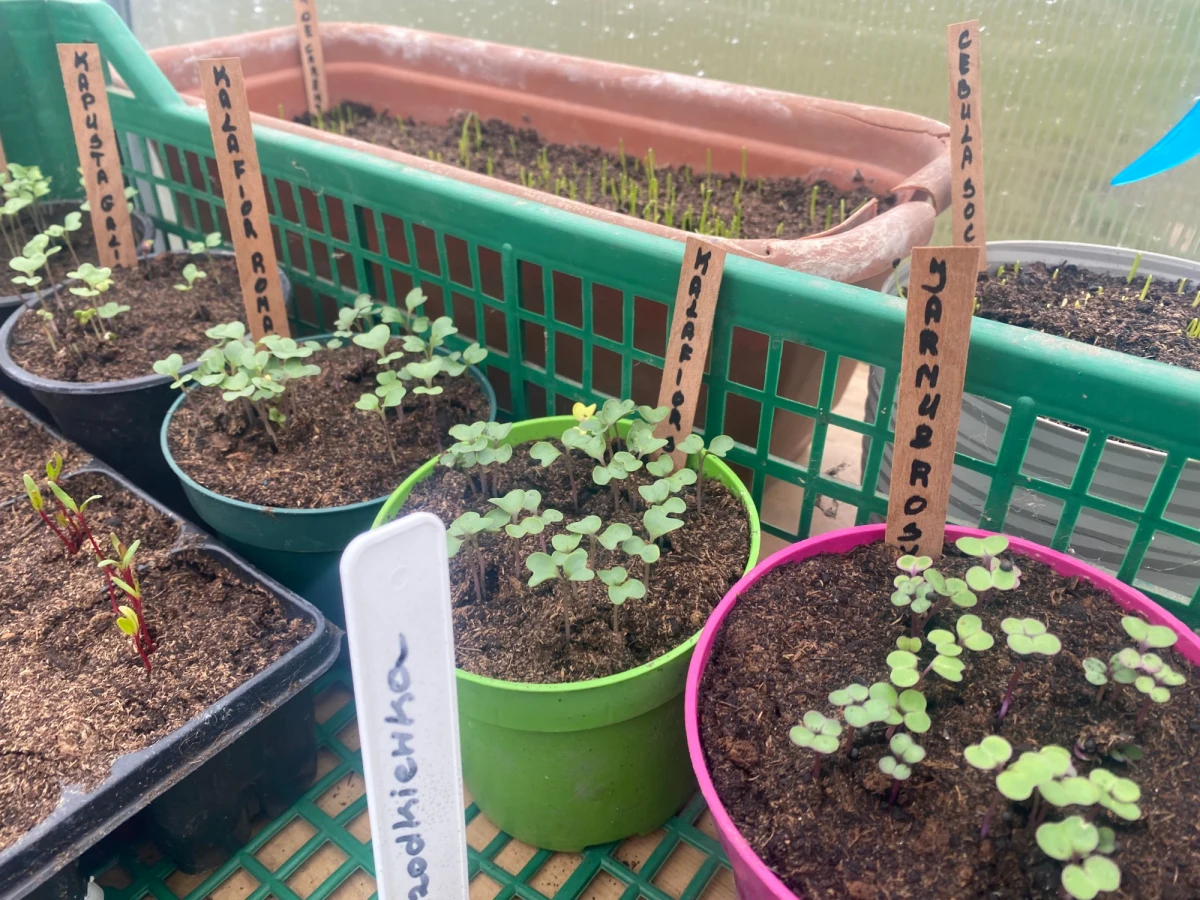 Świeża sałata? Chrupiące rzodkiewki? Pierwsze, polskie warzywa smakują najlepiej! Ale na nowalijki musimy jeszcze trochę poczekać. Zajrzeliśmy do szklarni, żeby zobaczyć, na jakim etapie produkcji są wczesne warzywa.